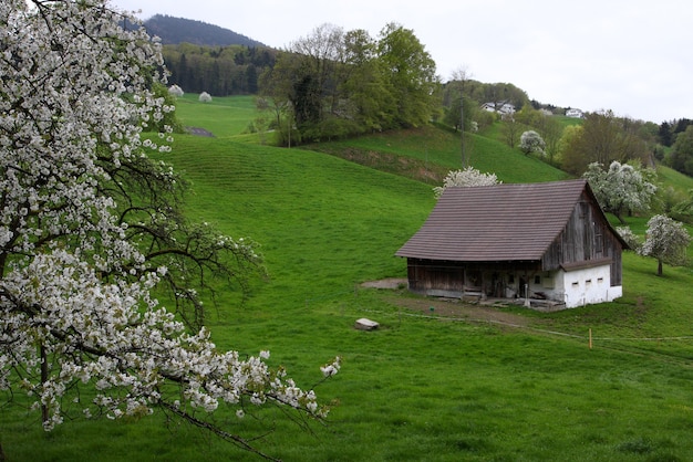 Maison en bois alpine traditionnelle debout sur une pelouse.