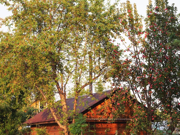 Maison en bois parmi les arbres au coucher du soleil Campagne