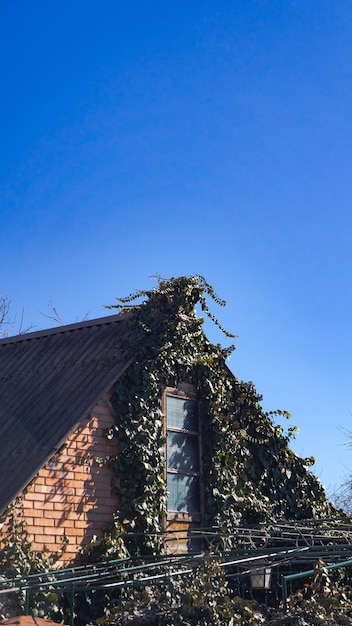 Maison de campagne en lierre sauvage