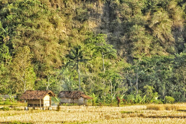 Photo maison sur le champ par les arbres et les plantes