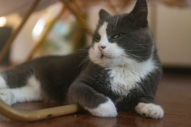 Maison de chat domestique