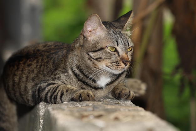 La maison de chat gris en gros plan veut dormir sur le vieux mur près du jardin