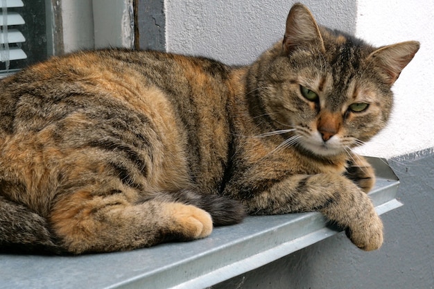 La maison ou le chat sans abri est allongé sur le rebord de la fenêtre, à la maison, les yeux plissés.