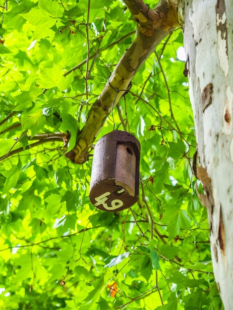 Maison de chauve-souris HDR sur un arbre