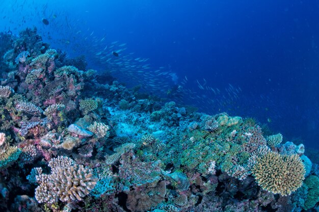 Maison de coraux des Maldives pour poissons