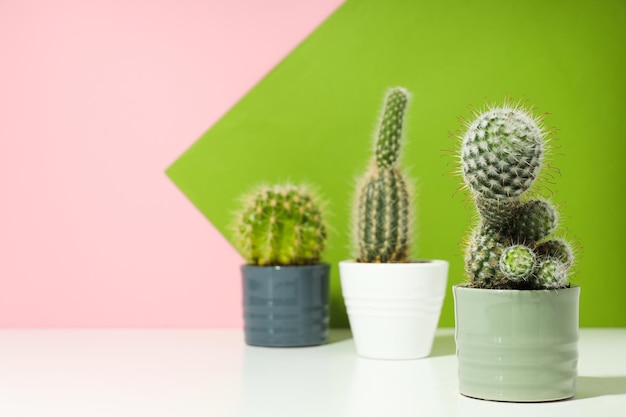 Maison de culture de passe-temps confortable ou cactus de plantes d'intérieur