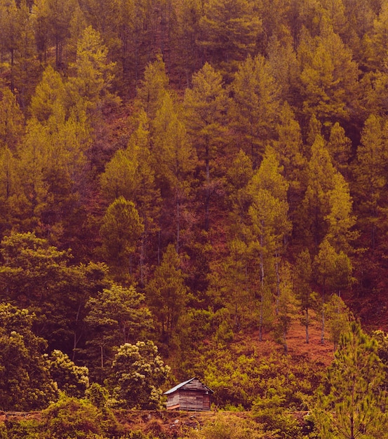 Maison dans la forêt