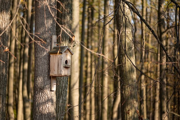 Maison étourneau en bois accrochée à l'arbre dans le parc