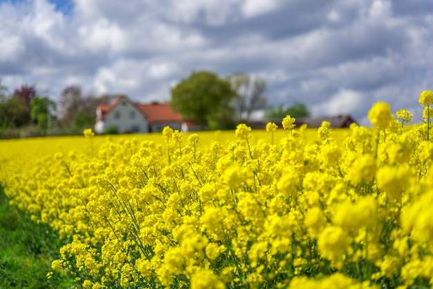 Maison de ferme au milieu des terres agricoles et des champs, selective focus