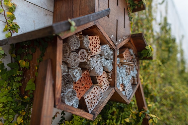 Maison d'insectes dans le jardin Protection des insectes, des insectes et des abeilles