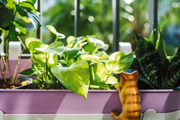 Maison et jardin concept de pothos d&#39;or et plante de serpent en pot de fleur violet avec sunligh