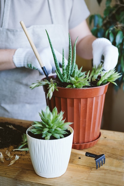 Maison jardin plante d'intérieur symbiose comment transplanter rempoter une femme succulente à propagation succulente