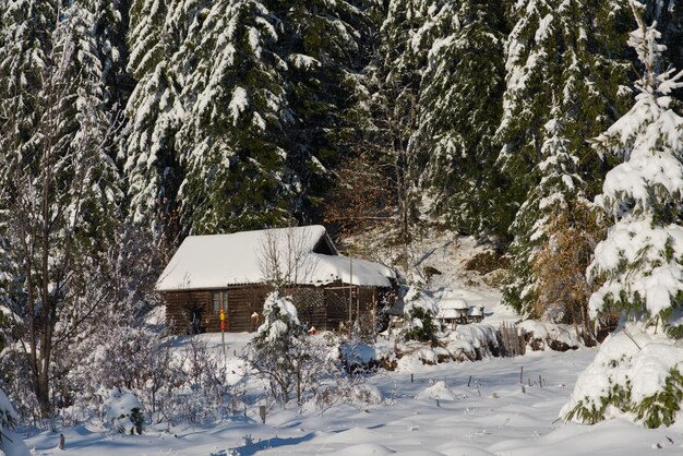 maison de montagne près de la forêt de pins, petite cabane couverte de neige fraîche le jour d'hiver ensoleillé