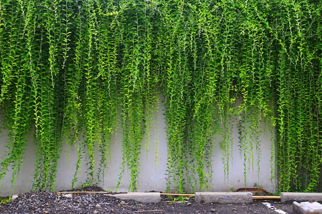 maison murale ornée de plantes