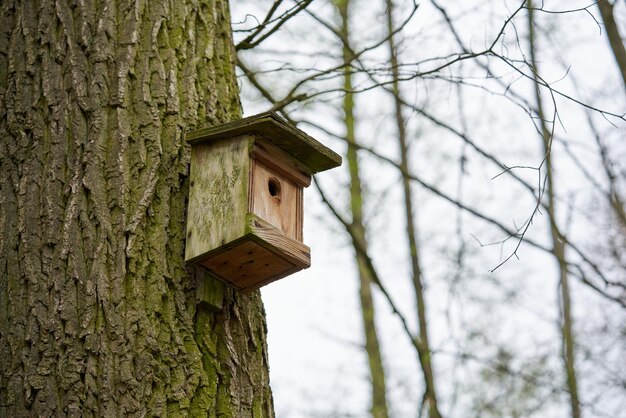 Maison d'oiseau sur l'arbre en été