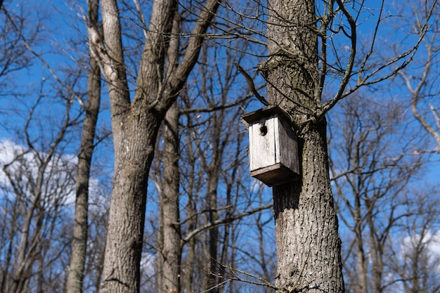 Maison d'oiseau en bois faite à la main sur l'arbre avec le trou d'entrée