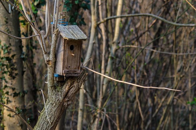 maison d'oiseau dans la forêt