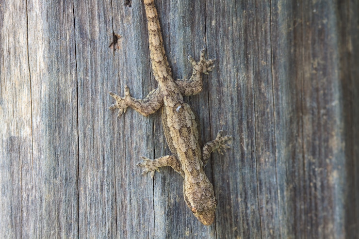 Photo maison petit lézard sur l&#39;arbre