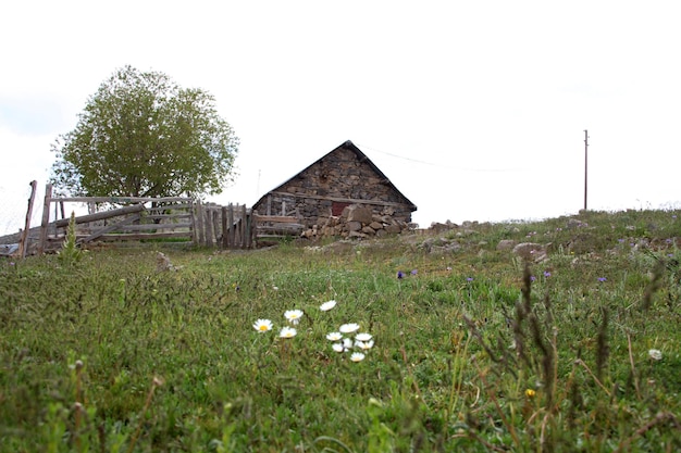 Maison en pierre et marguerites scène rurale