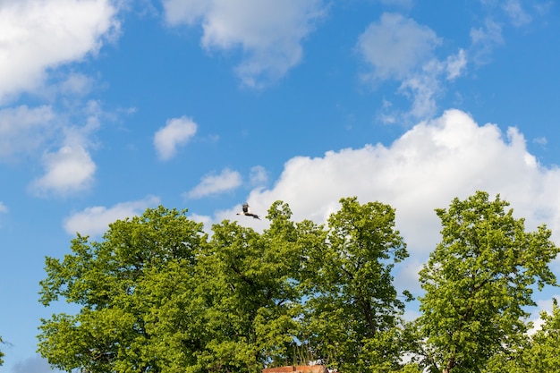 Maison pour les cigognes migratrices dans un ciel ensoleillé