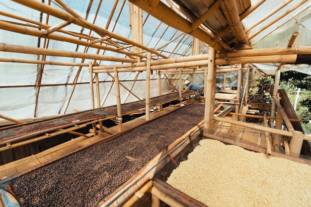 Maison pour sécher le café, les grains de café naturels sont séchés dans la serre. Café parchemin