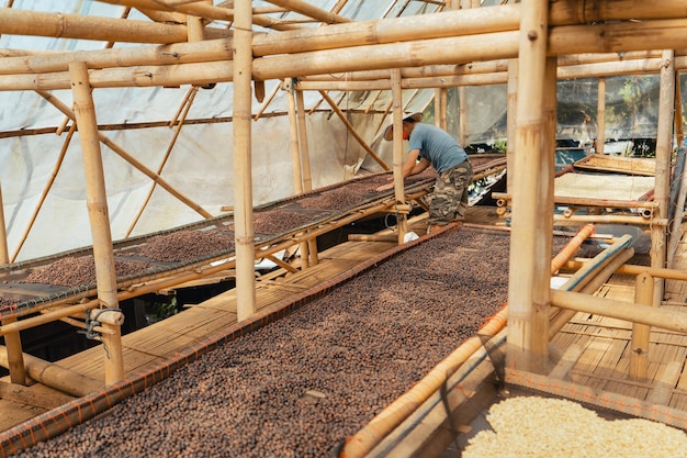 Maison pour sécher le café, les grains de café naturels sont séchés dans la serre. Café parchemin