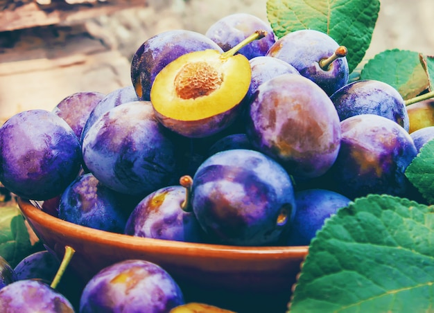 Maison de prunes mûres pour faire de la confiture. la nature.