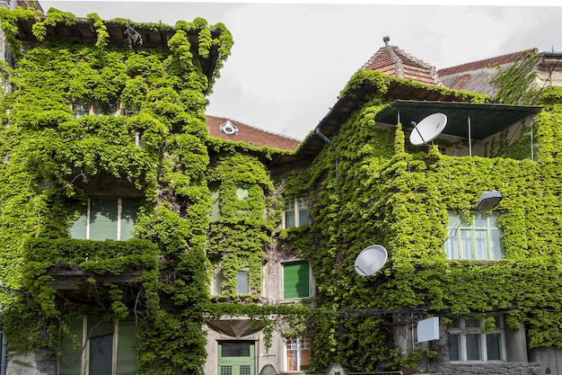 Photo maison recouverte d'une hélice de lierre commune