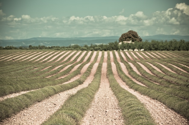 Photo maison rurale dans un champ de lavande récolté, valensole, provence, france