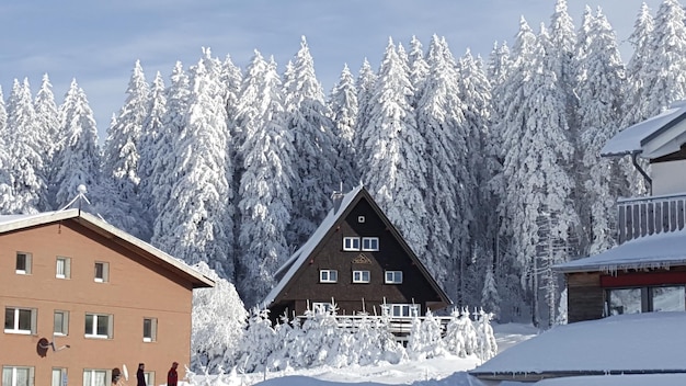 Des maisons et des arbres couverts de neige contre le ciel