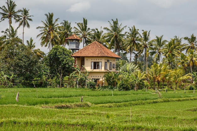 Maisons dans la jungle. Paysage de Bali.