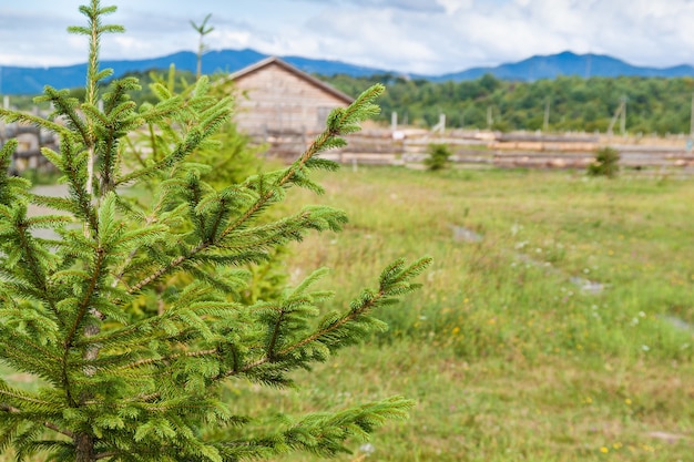 Maisons de montagne en bois sur champ vert en été.