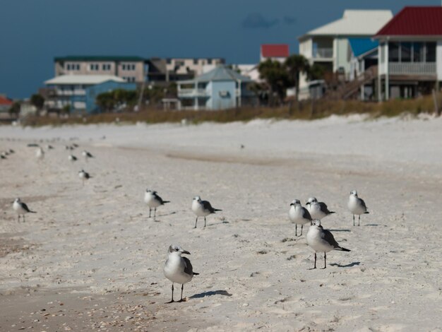 Maisons de plage à Mexico Beach, en Floride.