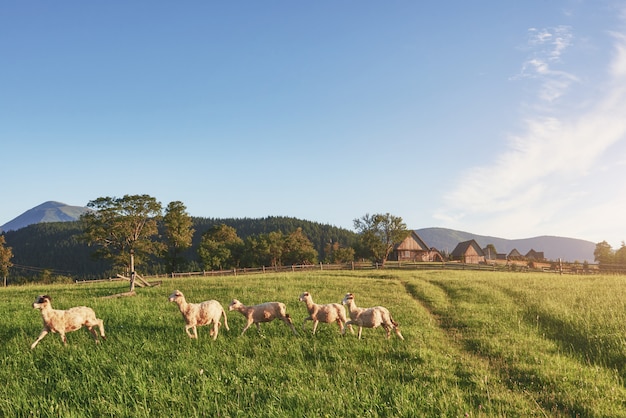 Maisons de village sur les collines avec des prairies verdoyantes en jour d'été. Troupeau de moutons marchant dans le pré