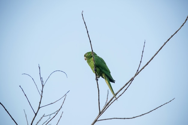 La maitaca verte dans l'arbre avec le ciel bleu dans le beau paysage d'été