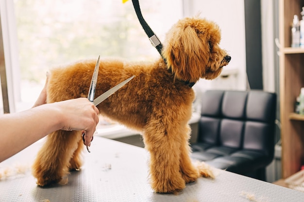 Le maître coupe le chien roux avec des ciseaux