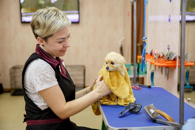 Le maître de toilettage coupe et rase, prend soin d'un chien.