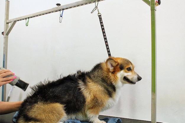 Maître toiletteur professionnel pour animaux de compagnie brushing corgi welsh pembroke dog après le lavage dans un salon de toilettage