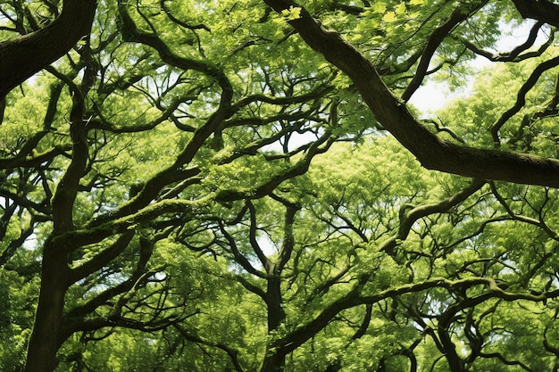 La majesté en mouvement Les arbres se balancent dans la brise