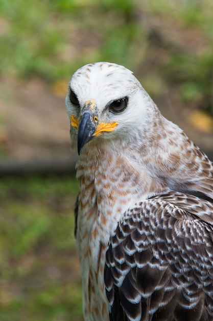 Majestic Harpy Eagle