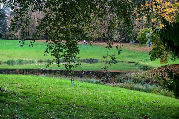 Majestueuse forêt bigarrée aux poutres ensoleillées. Parc naturel. Scène inhabituelle dramatique. Feuilles d'automne rouges et jaunes. Monde de la beauté.