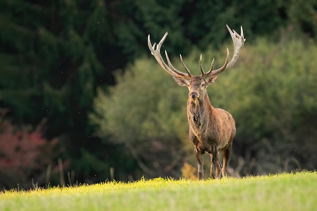 Majestueux cerf élaphe debout sur les prairies au soleil d'automne