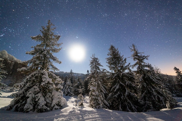 Le majestueux ciel étoilé sur le paysage de montagne d'hiver Scène de nuit Magnifiques grands sapins au clair de lune Carpates Ukraine Europe