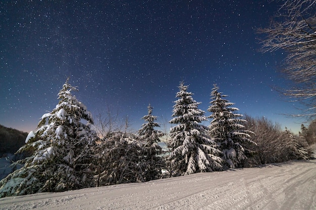 Le majestueux ciel étoilé sur le paysage de montagne d'hiver Scène de nuit Magnifiques grands sapins au clair de lune Carpates Ukraine Europe