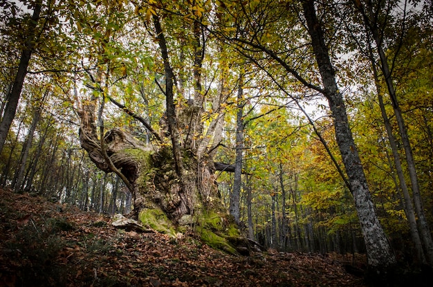 Majestueux exemple de châtaignier dans le châtaignier de Tiemblo avila espagne