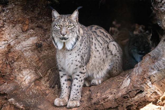 Photo le majestueux lynx ibérique observe depuis l'intérieur d'un arbre creux