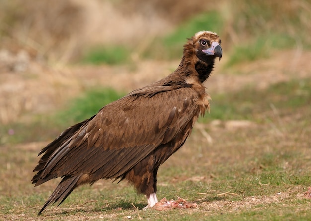 Le majestueux vautour noir