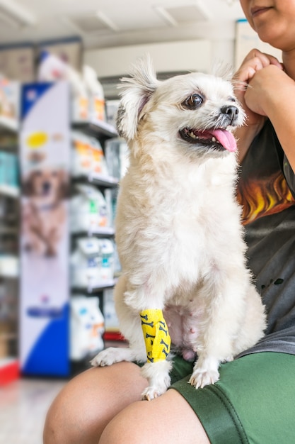 Mal de jambe cassé chien avec un bandage jaune faisant par le médecin vétérinaire