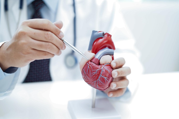 Photo maladie cardiovasculaire médecin cvd avec un modèle d'anatomie humaine du cœur pour le traitement d'un patient à l'hôpital