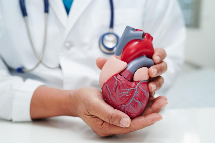 Photo maladie cardiovasculaire médecin cvd avec un modèle d'anatomie humaine du cœur pour le traitement d'un patient à l'hôpital